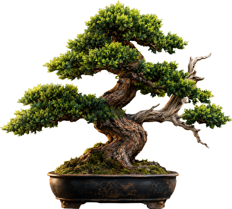 Bonsai ŞKÇ