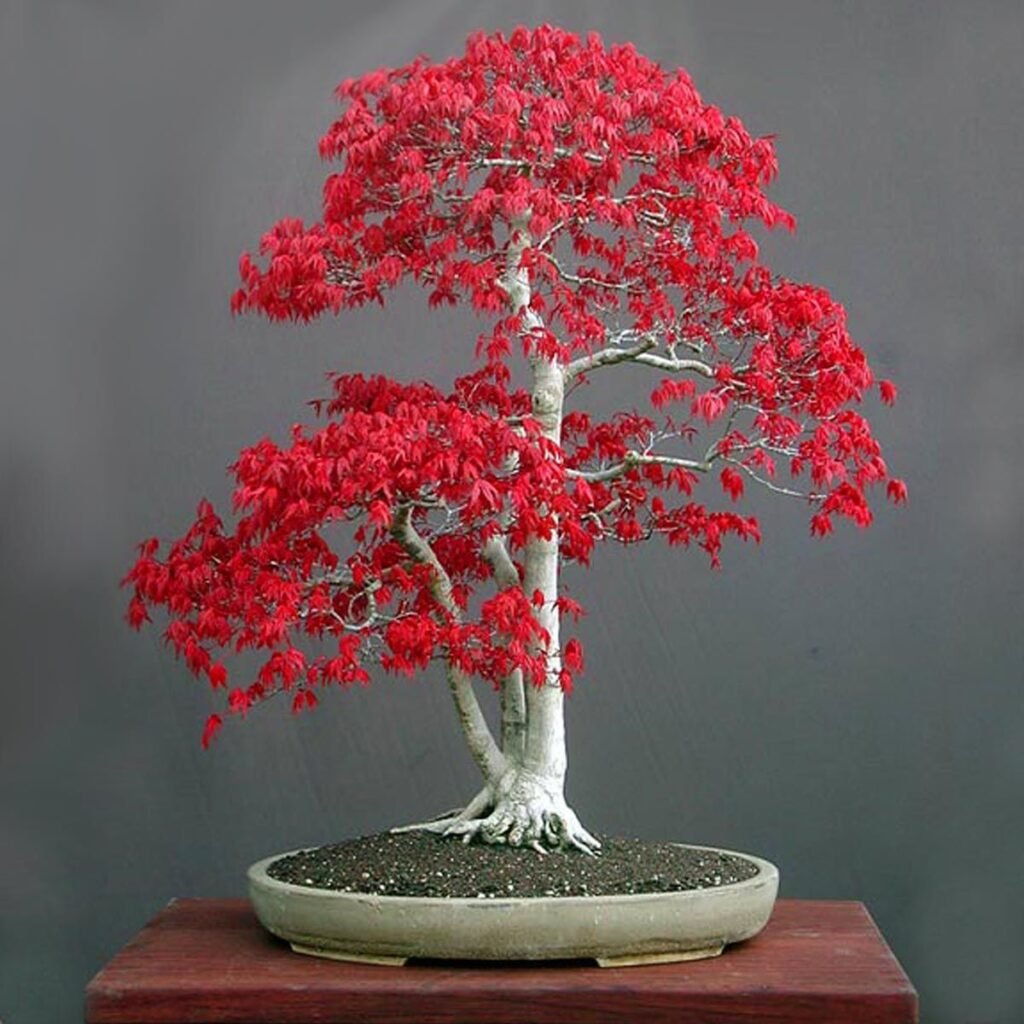 Acer