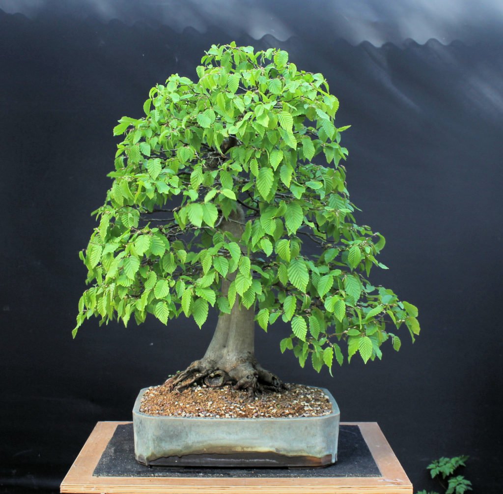 Carpinus