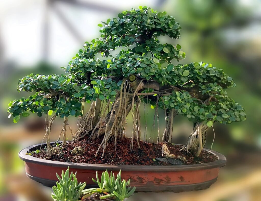 Ficus