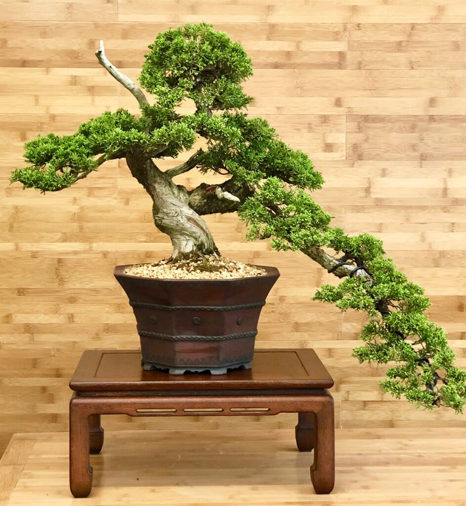 Juniperus