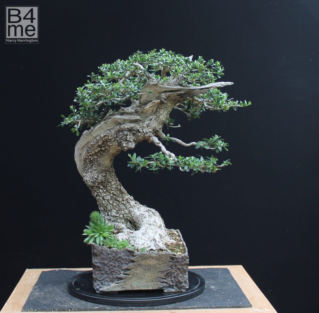 Olea