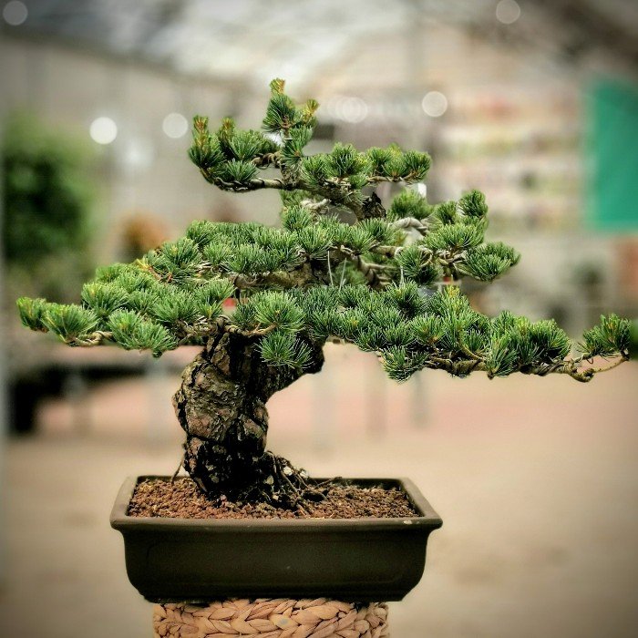 Pinus
