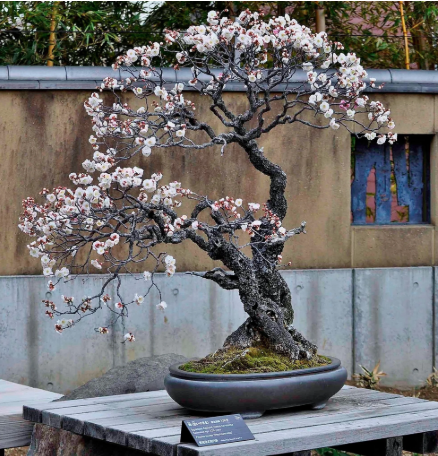 Prunus