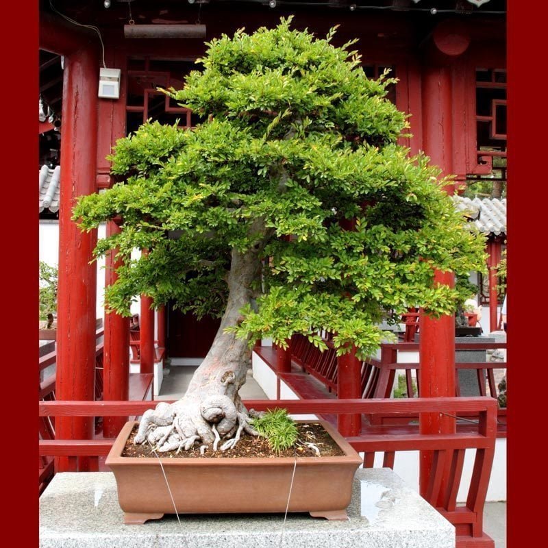 Ulmus